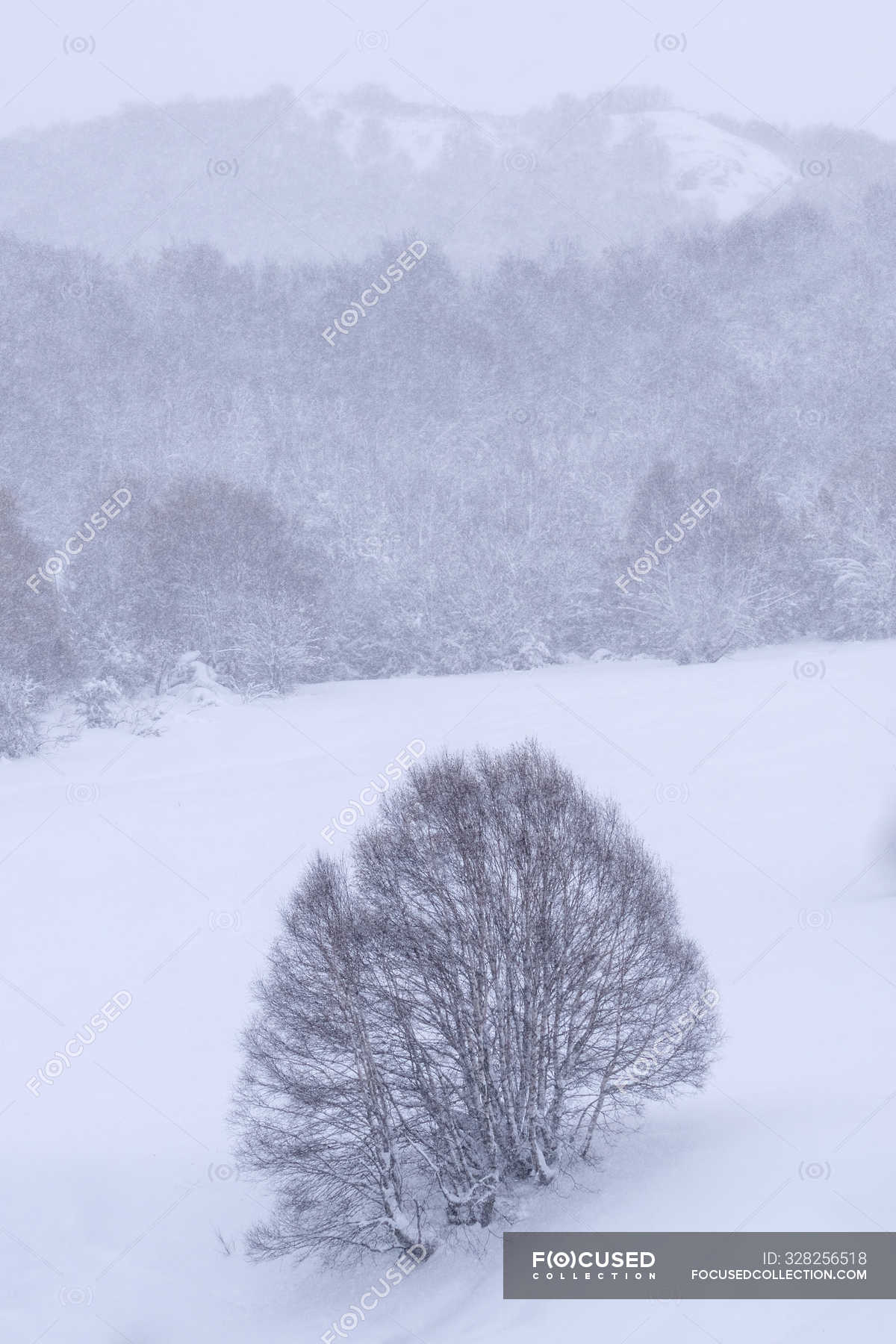 Lonely Tree Covered With Snow And Ice In A Misty Landscape In The North Of Spain Mountains Wild Mysterious Stock Photo