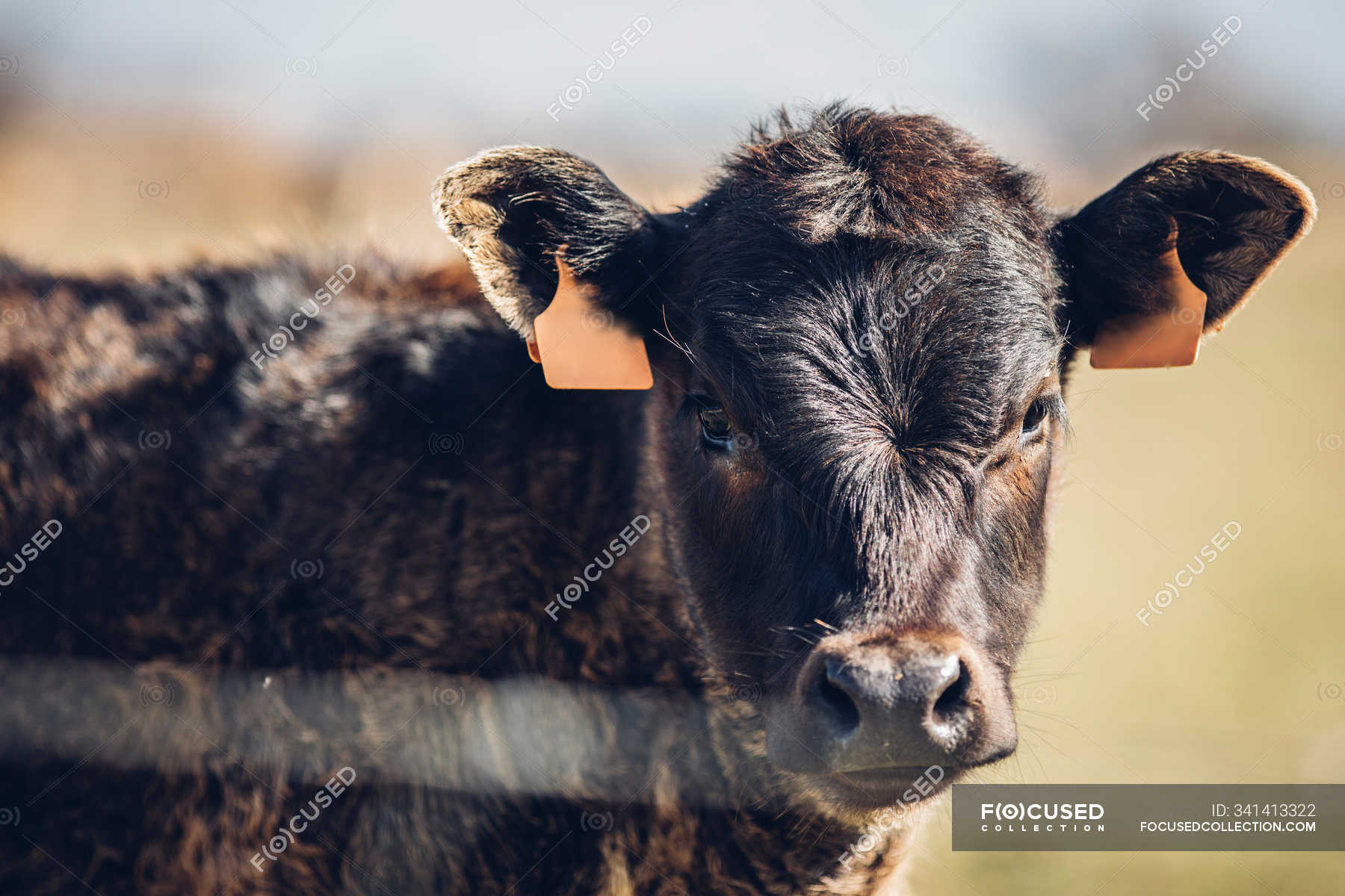 Close-up portrait of domestic cow with ear tags on pasture — landscape