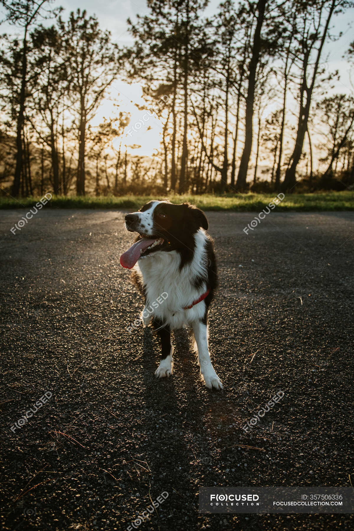 are border collies dog friendly