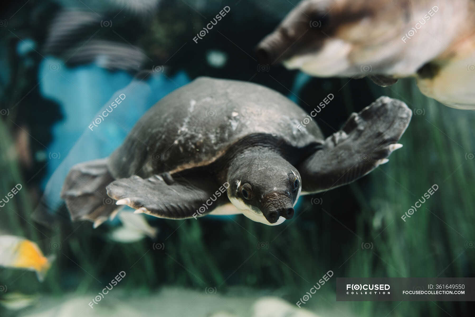 From below of calm big pig nosed turtle swimming among small colorful ...