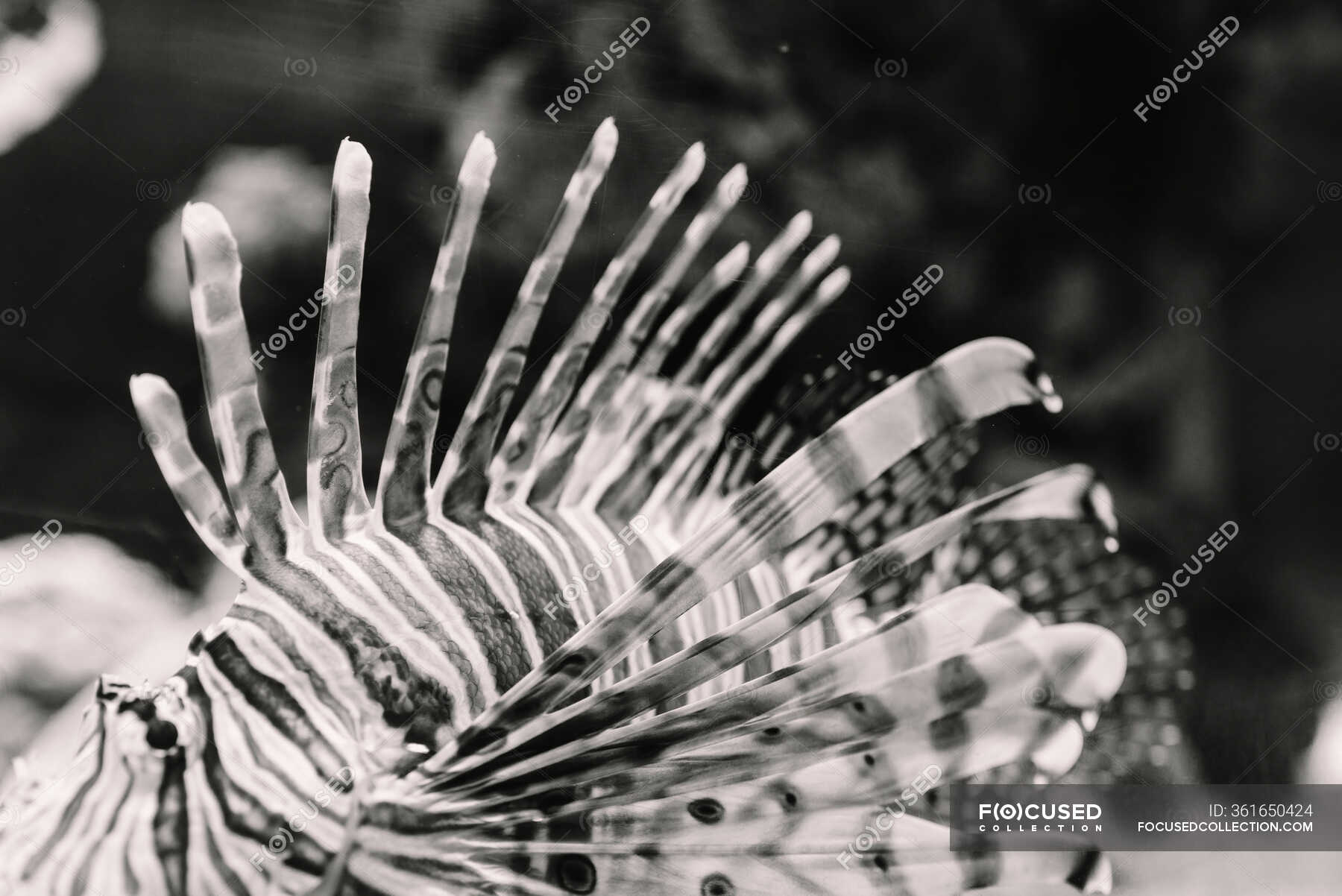 From above of black and white striped sea lionfish near bottom of