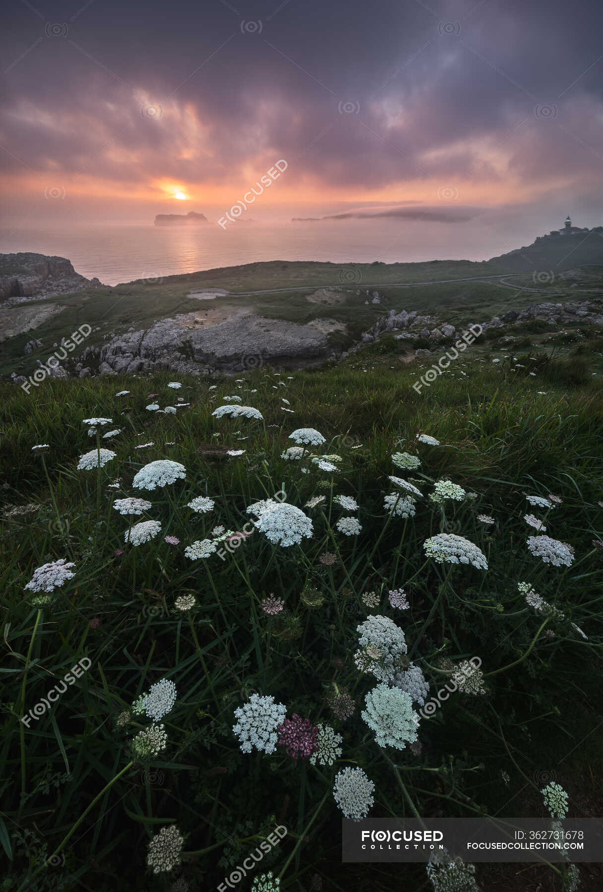 From above wonderful scenery of white flowers blooming on rocky ...