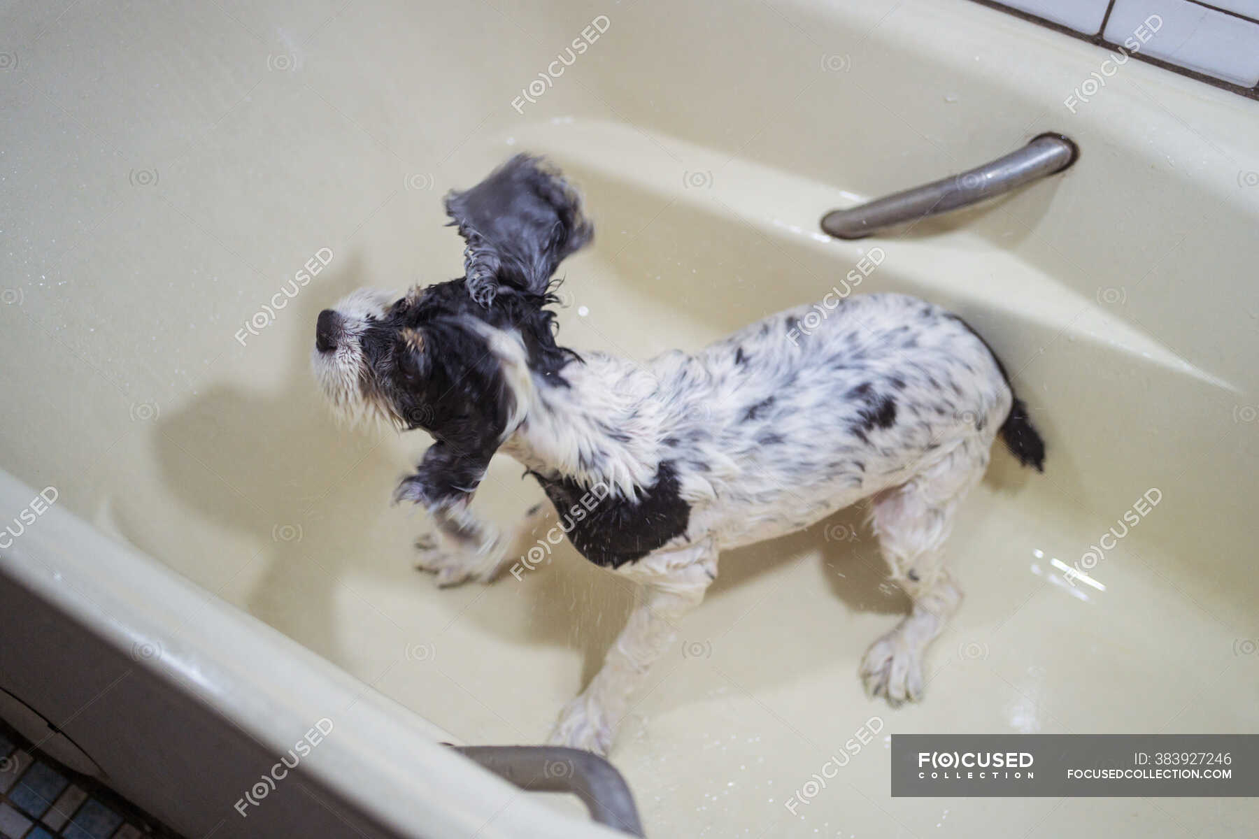 From above cute wet Cocker Spaniel puppy standing in bathtub and looking away owner after bath
