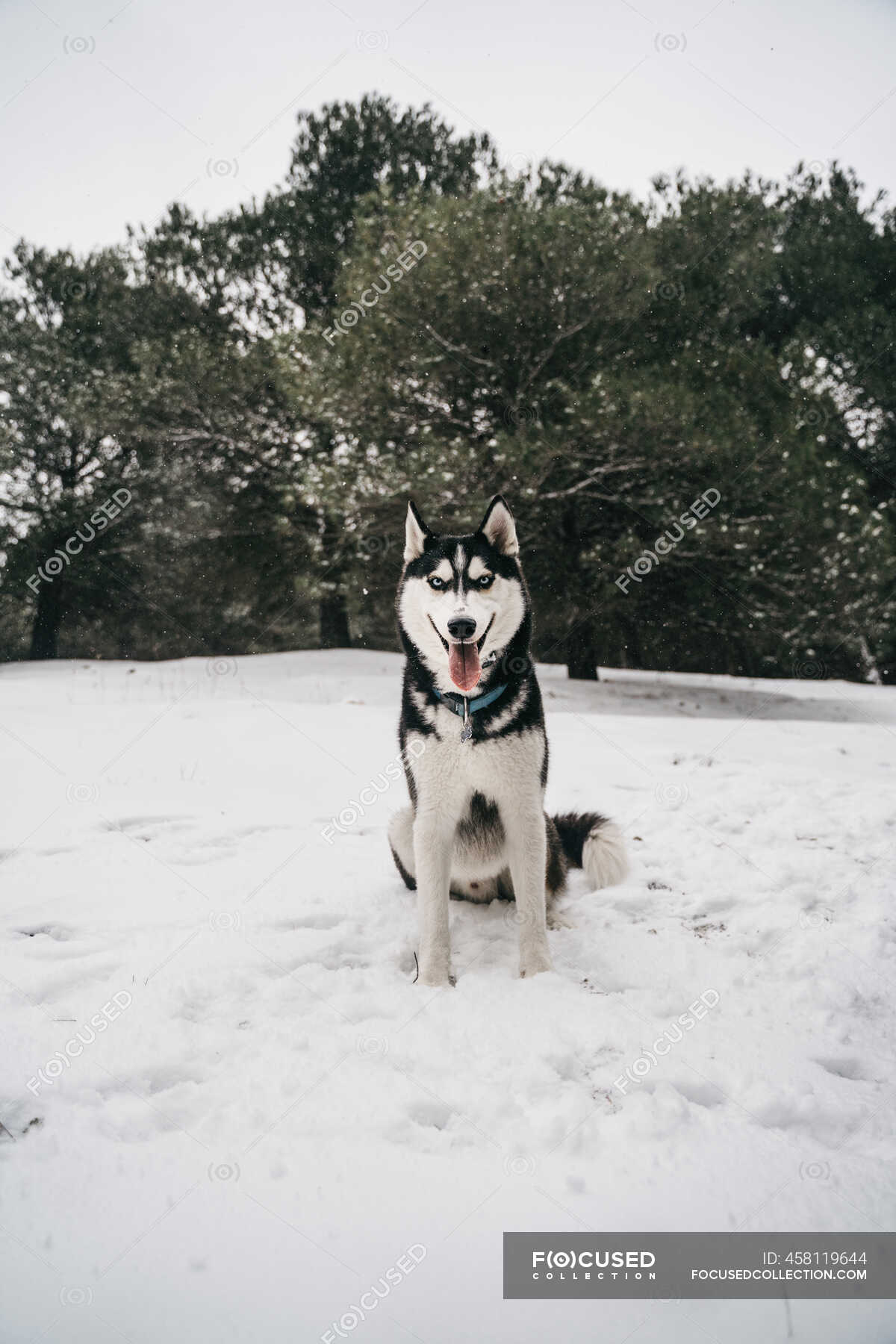 what is a snow dog in the sky