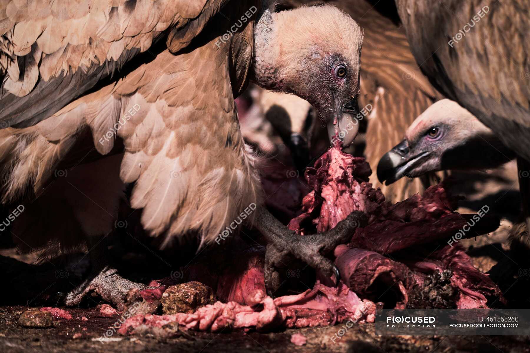 Pair of strong Griffon vultures scavenger birds eating flesh of dead animal  in wild nature — head, fauna - Stock Photo | #461565260