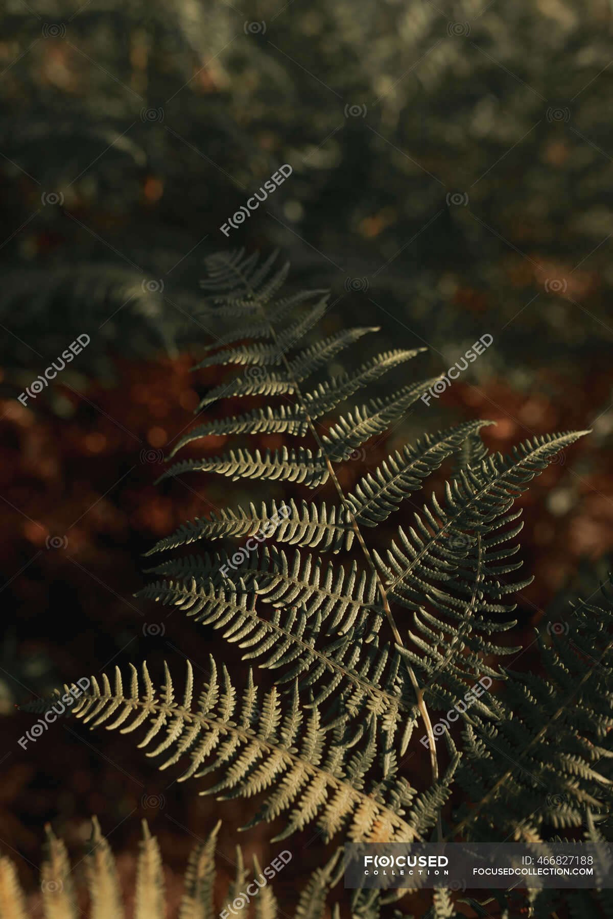Im Wald Und über Stock Und Stein Im Wald Und über Stock Und Stein