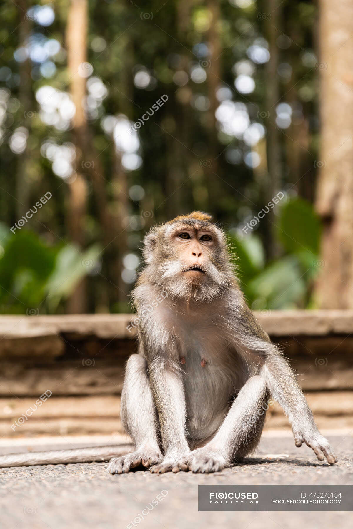 Macacos engraçados imagem de stock. Imagem de real, tropical - 64051453