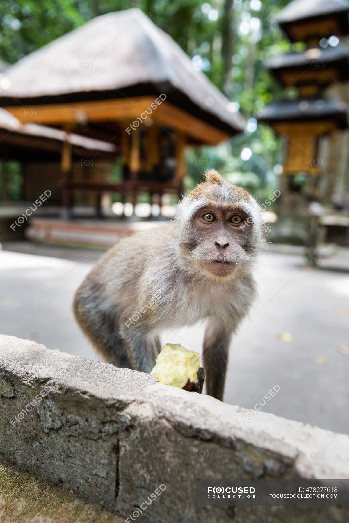 Cute funny monkey eating fruit and sitting on stone fence looking at camera  in sunny tropical jungle in Indonesia — hungry, habitat - Stock Photo |  #478277618