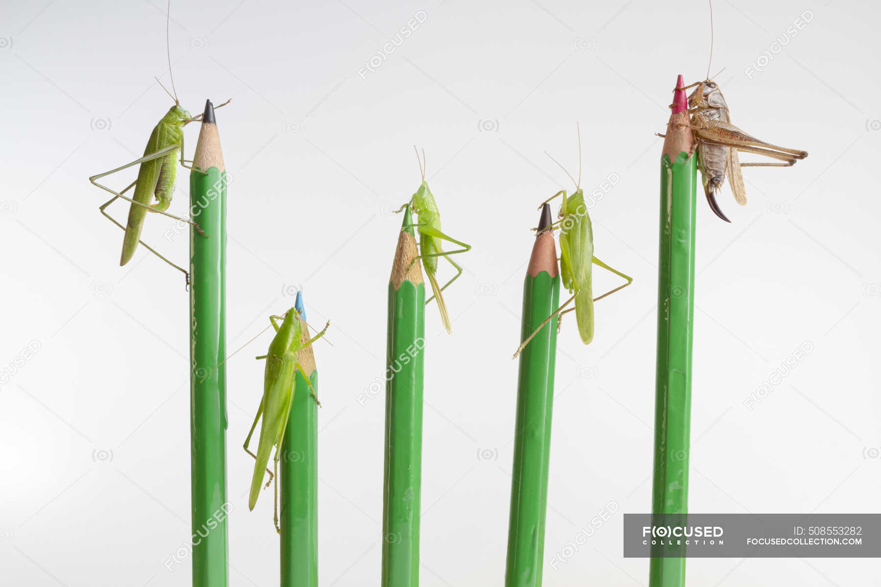 Closeup of different types of grasshoppers and crickets including ...