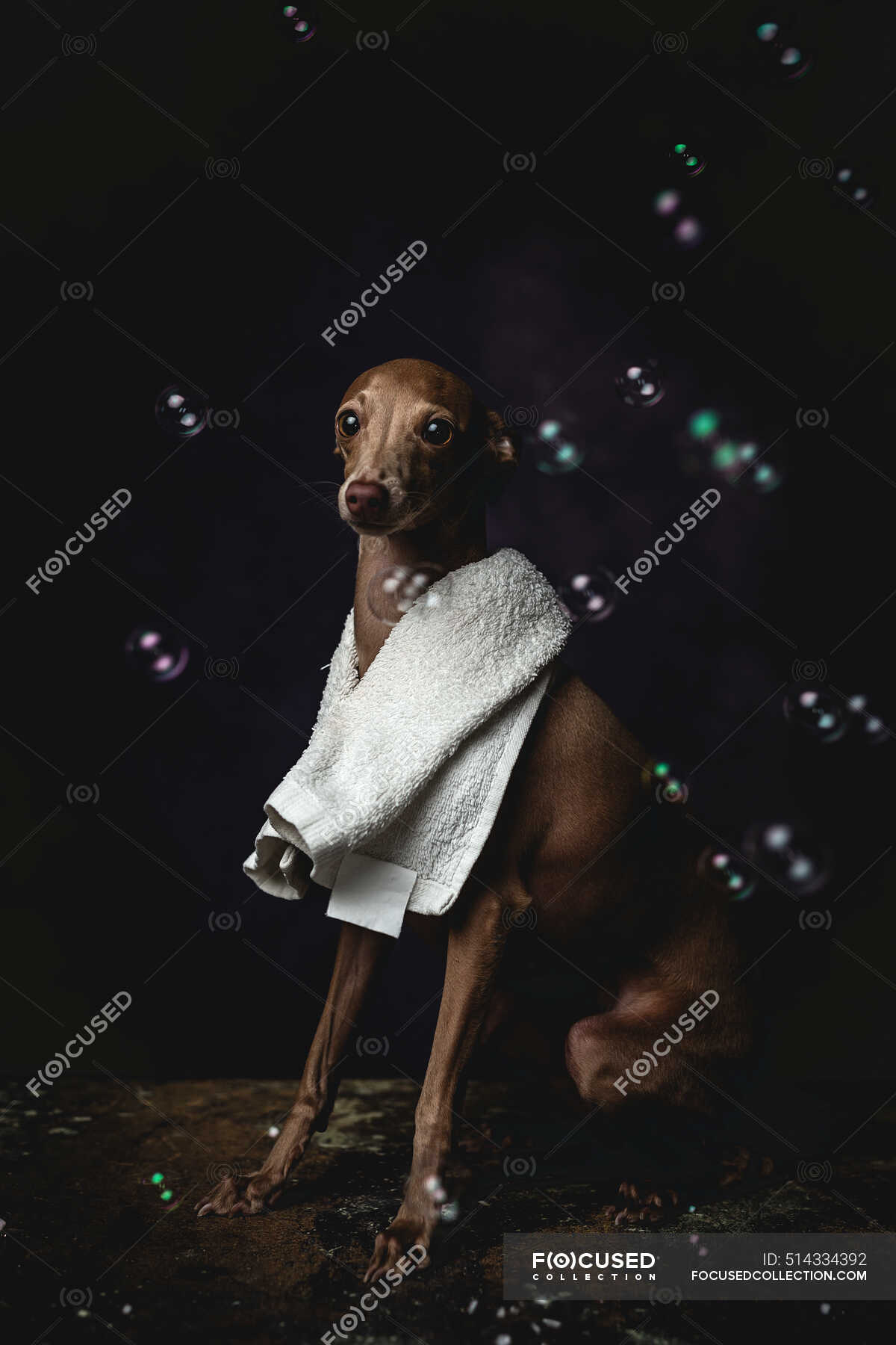 Adorable small Italian piccolo dog with towel getting ready for the