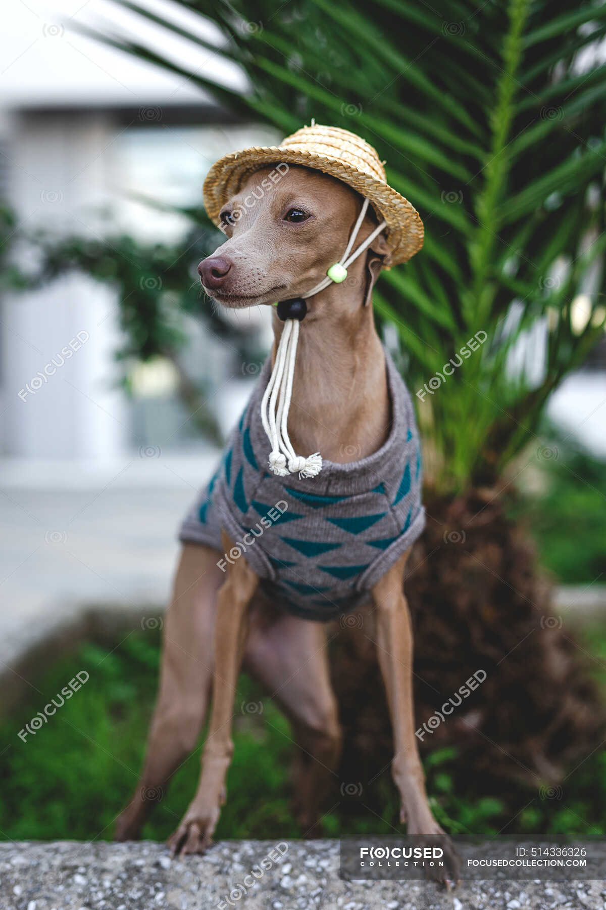 Italian Greyhound dog standing with wool sweater and hat gazing away — greenery - Stock | #514336326