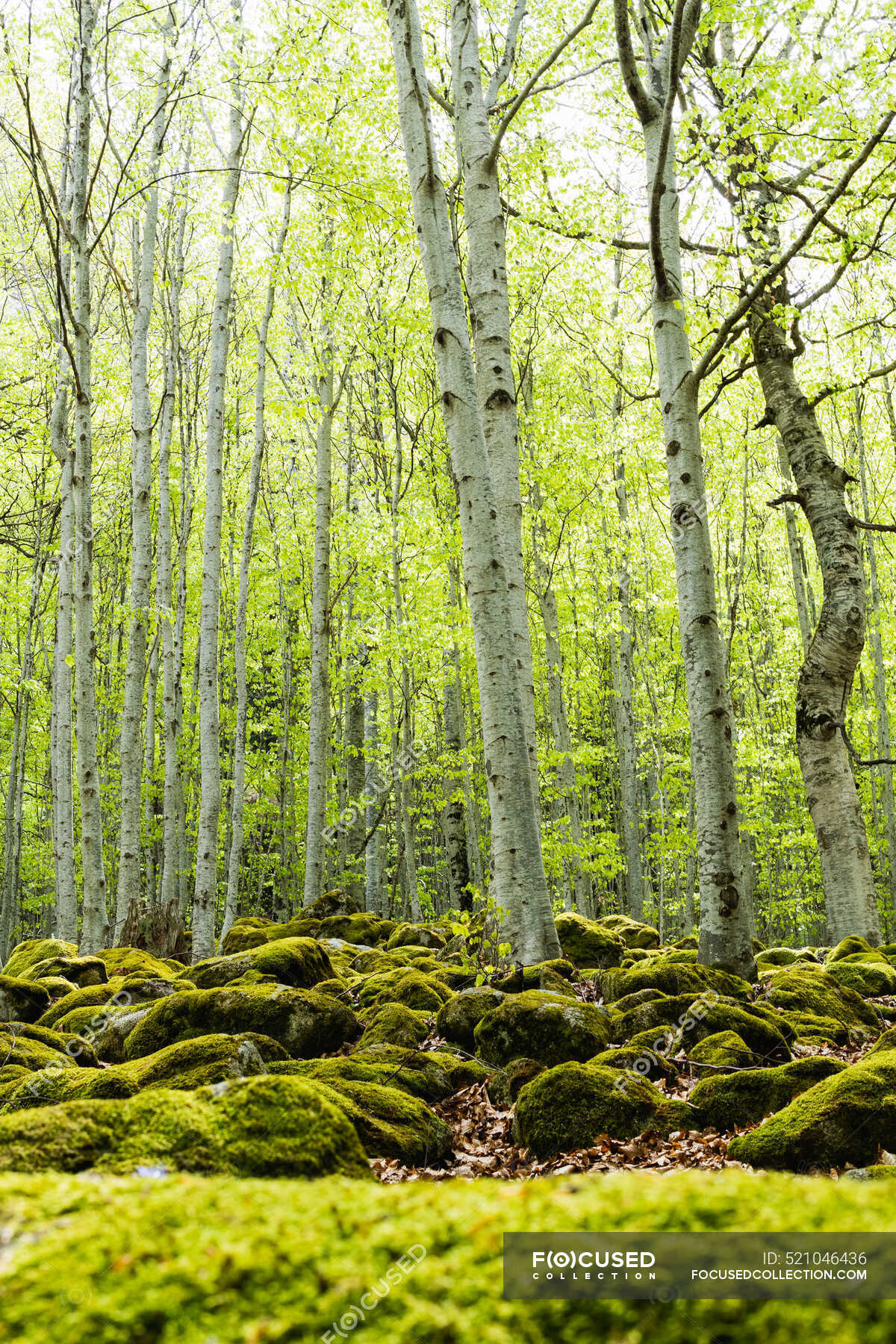 Explain Tropical Evergreen Forest