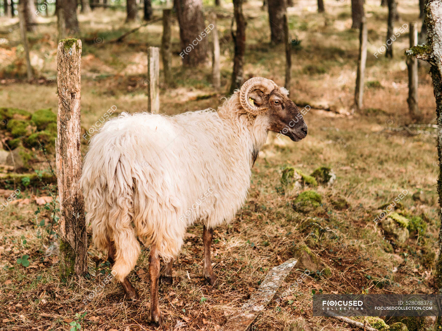 Side view of purebred sheep with curly horns and fluffy fur grazing on dry  grassy meadow in farmyard — calm, agriculture - Stock Photo | #528088378