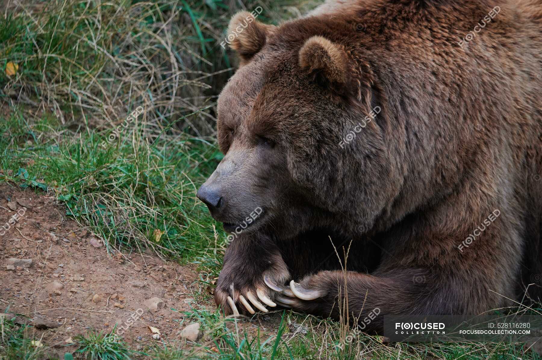 Orso Bruno Selvatico Sdraiato Sull'erba Sul Legno — Specie Di ...