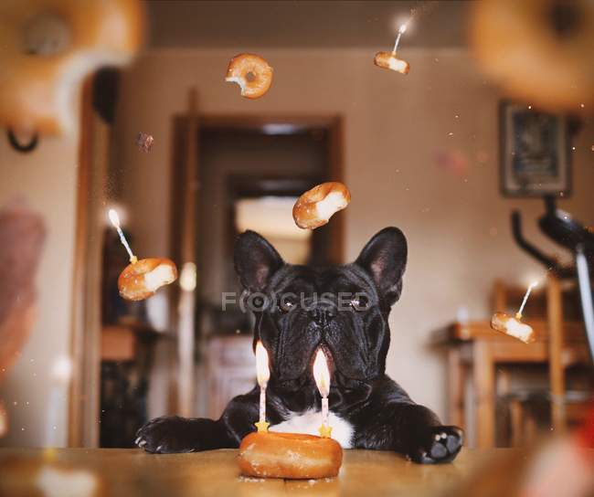 Cão preto com donuts voadores — Fotografia de Stock