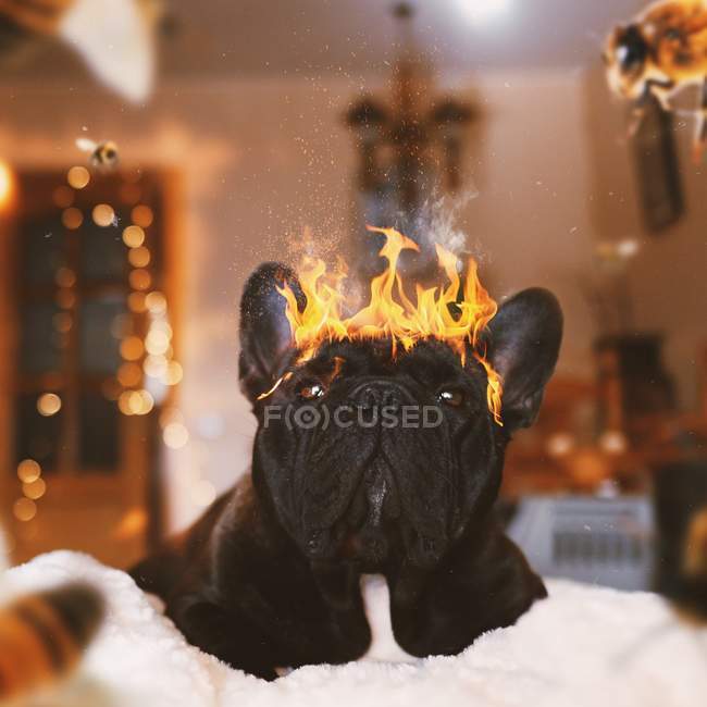 Black dog with spurts of flame on head — Stock Photo