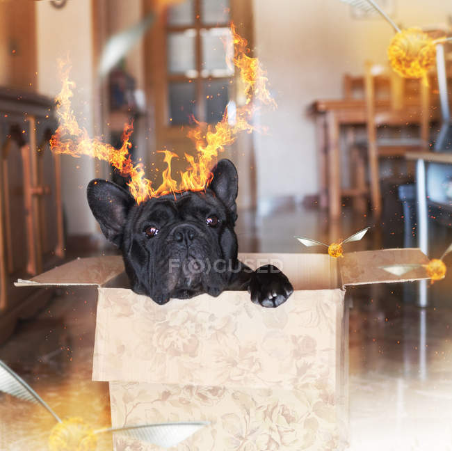 Perro negro con cuernos de fuego - foto de stock