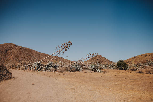 Деревенская дорога в пустыне — стоковое фото