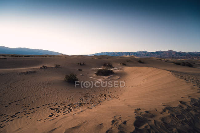 Mesquite flache Sanddünen — Stockfoto