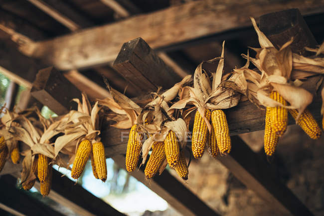 Dried corn cobs hanging — Stock Photo