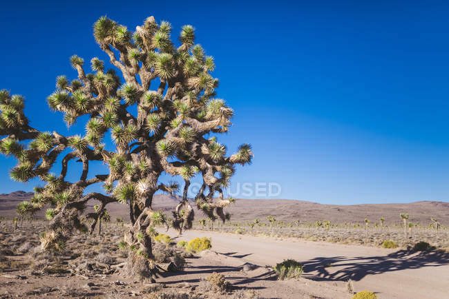 Красивые кактусы в Долине Смерти — стоковое фото