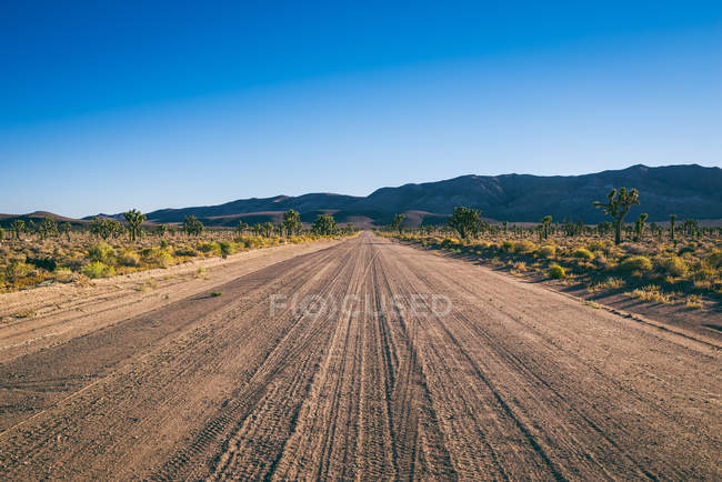 Красиві Кактуси в долині смерті — стокове фото