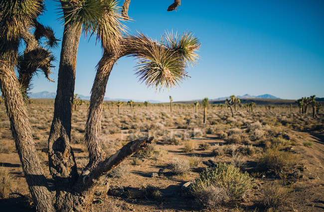 Красивые кактусы в Долине Смерти — стоковое фото