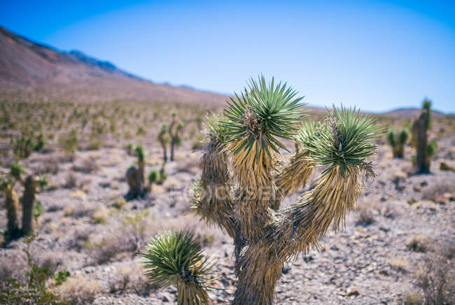Hermosos Cactus en Death Valley - foto de stock