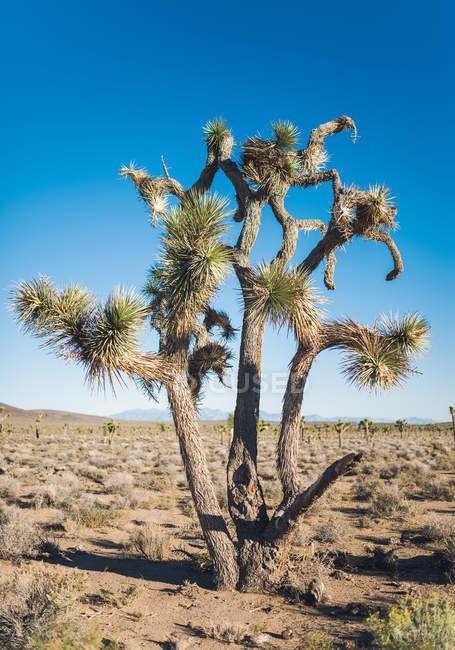 Hermosos Cactus en Death Valley - foto de stock