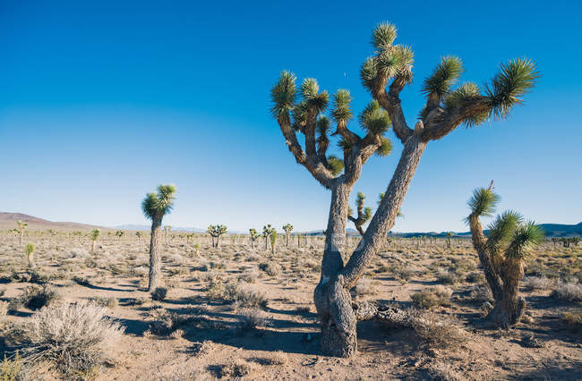 Bellissimi Cactus nella Valle della Morte — Foto stock