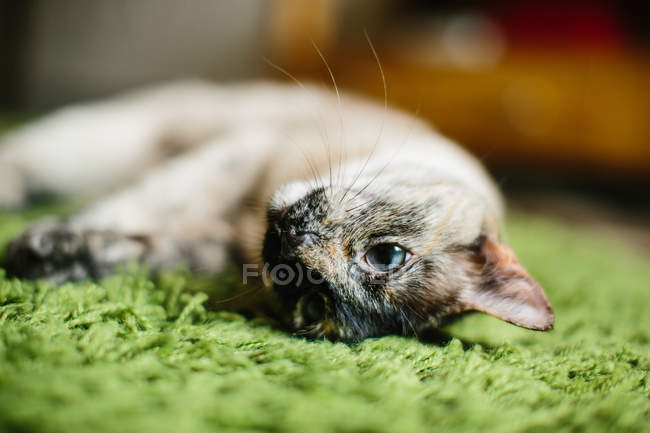 Gato bonito deitado no tapete — Fotografia de Stock