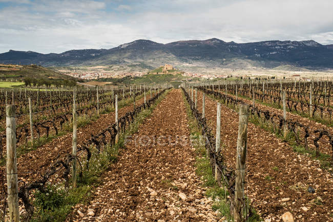 Vineyard at sunny day — Stock Photo