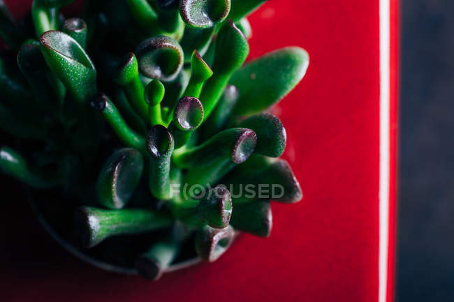 Рослина Алое в мисці — стокове фото
