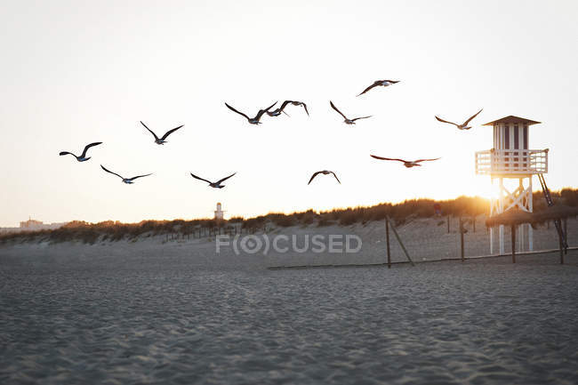 Літаючі чайки на пляжі — стокове фото