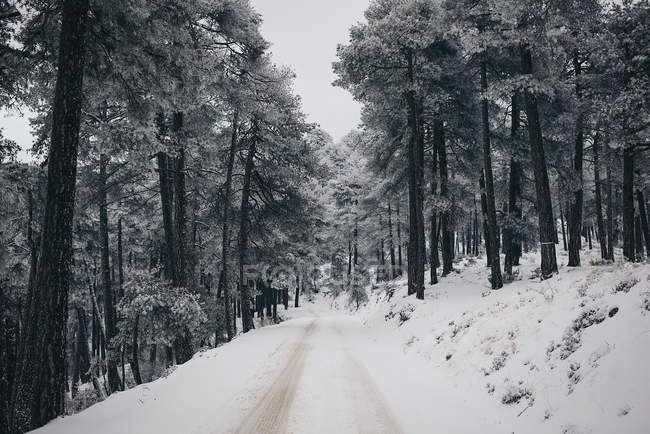Vue sereine de la route de campagne hivernale — Photo de stock