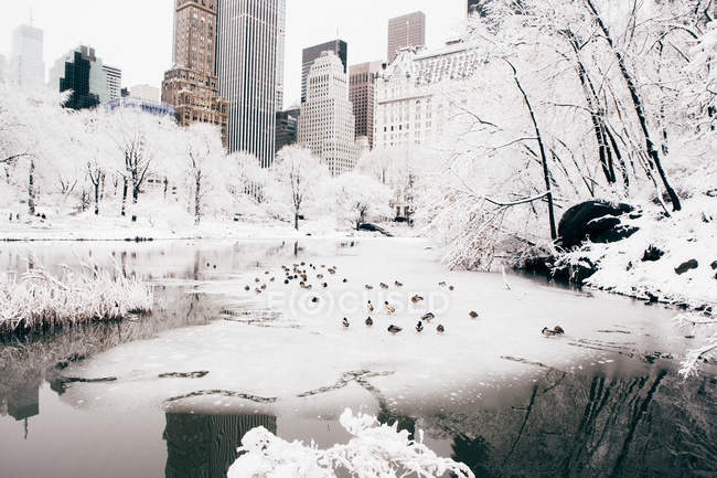 Tauben am Winter Central Park See — Stockfoto