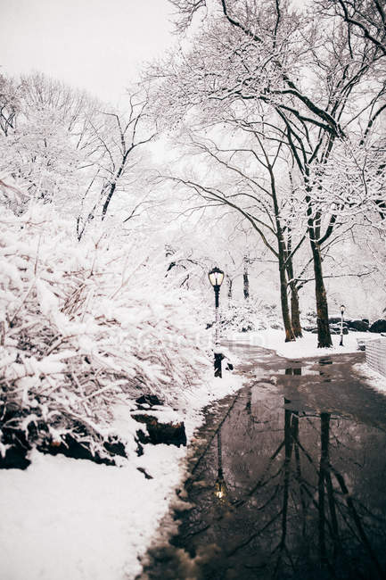Central park lake at winter — Stock Photo