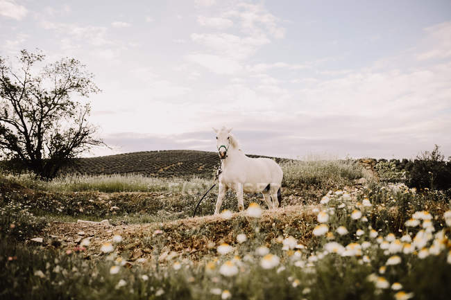 Cheval blanc à la pelouse de fleurs — Photo de stock