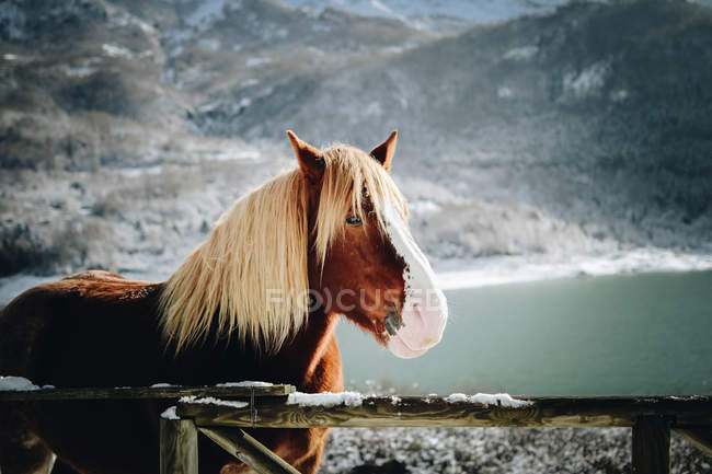 Cavalo em montanhas de neve — Fotografia de Stock