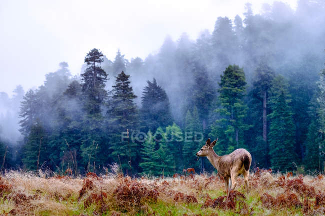 Deer in rain on plain — Stock Photo