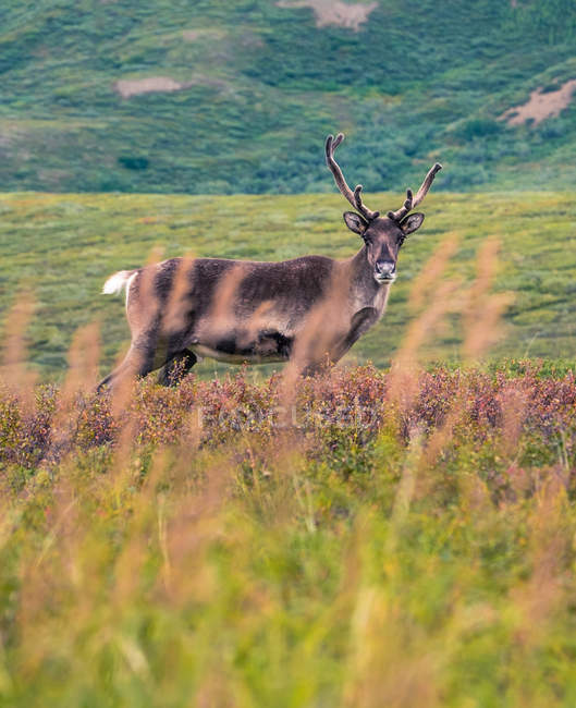 Cervo in piedi in campo verde — Foto stock