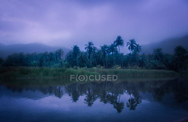 Тропический берег озера в тумане — стоковое фото