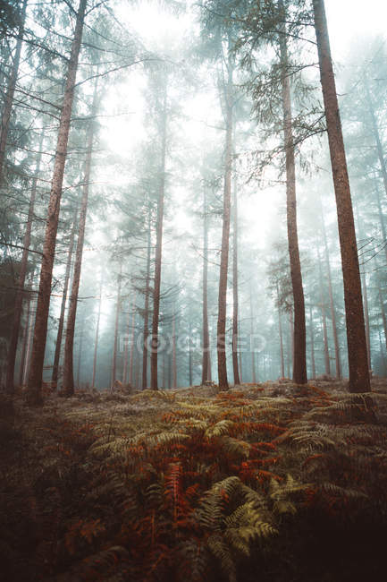 Route dans la forêt brumeuse — Photo de stock