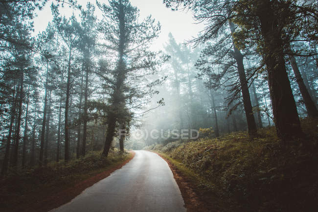 Дорога в туманному лісі — стокове фото