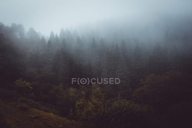 Дорога в туманном лесу — стоковое фото