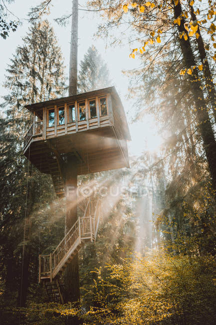 Cabane dans les arbres en lumière vive — Photo de stock