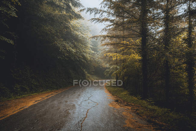 Туманная тропа в лесу — стоковое фото