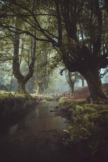 Camino en el bosque brumoso - foto de stock