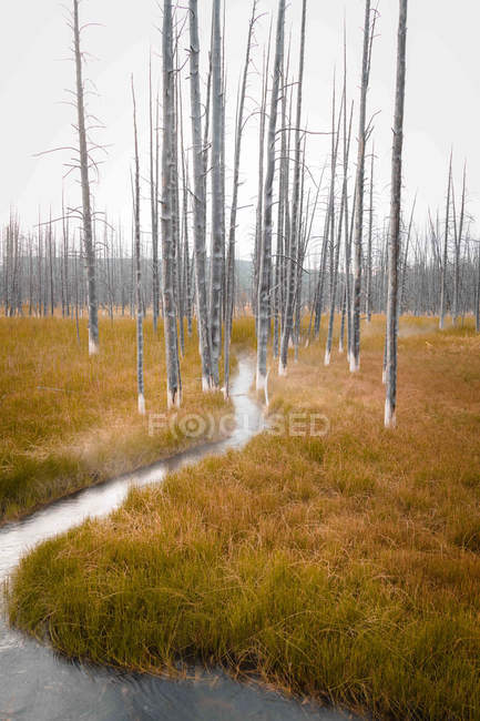 Pianura con alberi sottili e acqua — Foto stock