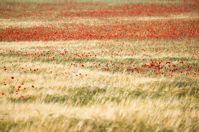 Прекрасне червоне макове поле — стокове фото